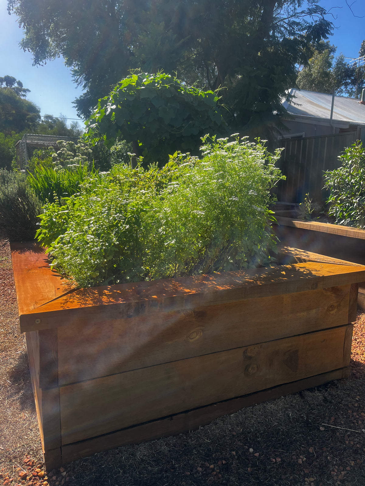 Raised Timber Garden Bed – School & Education Garden Planter